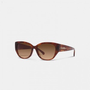 Coach Signature Rounded Cat Eye Sunglasses - Women's Sunglasses - Caramel | ZQWZ0368
